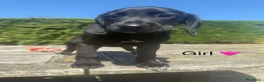 Cockerdor 4 Black 