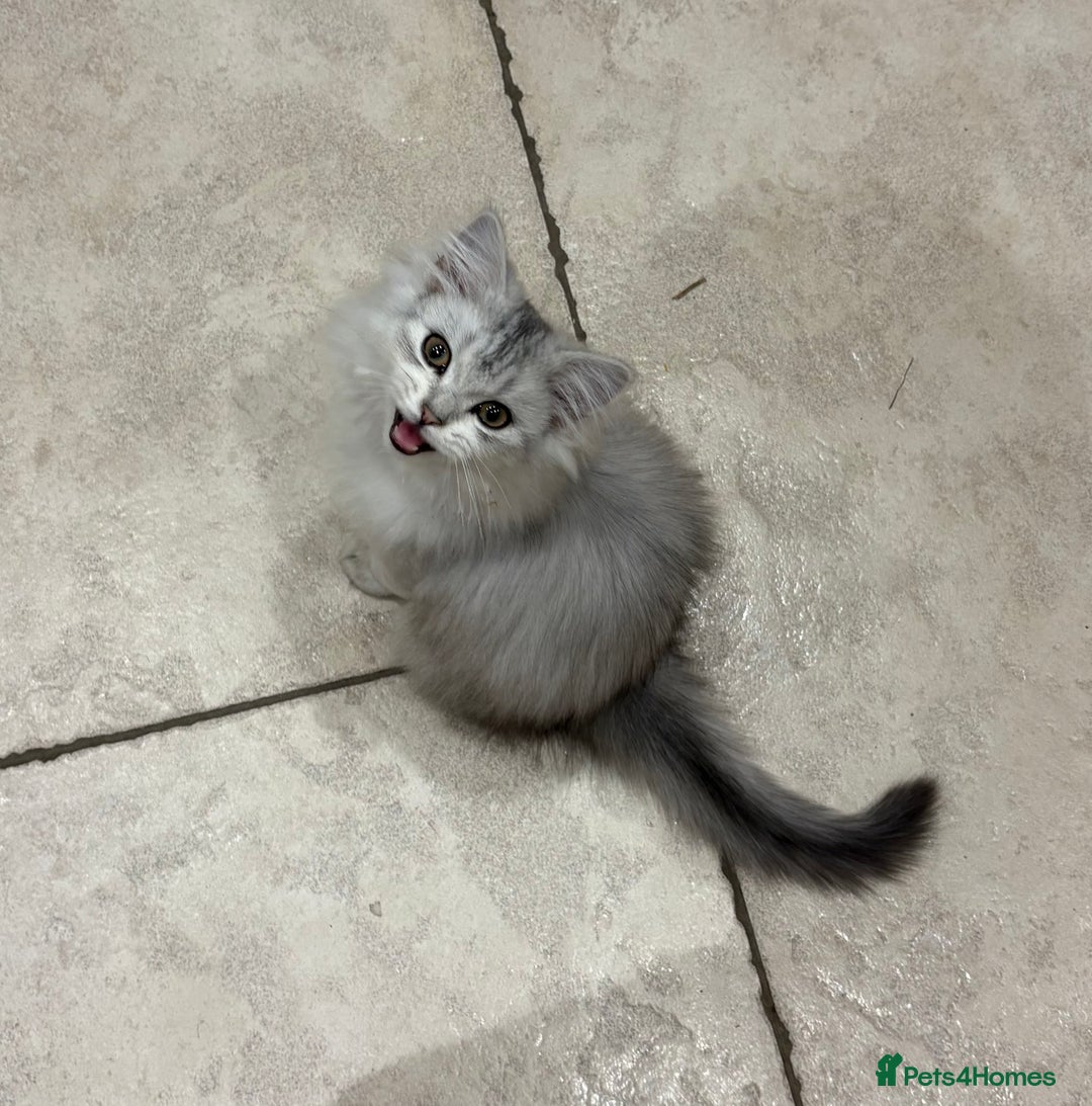 Persian cats for sale: Beautiful Persian boy  - Advert 8