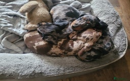 Miniature Dachshund dogs for sale: *1 boy available* - Miniature Dachshunds - Image 10