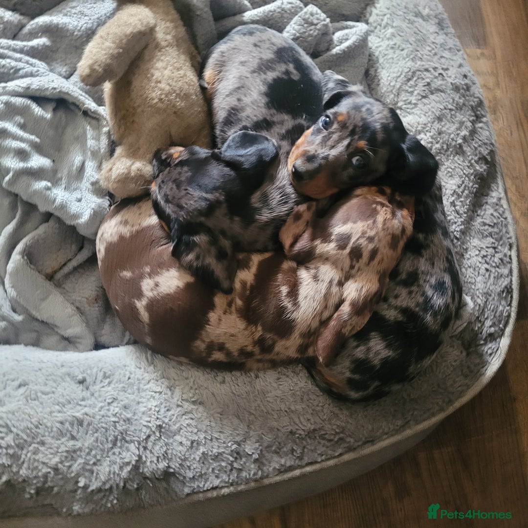 Miniature Dachshund dogs for sale: *1 boy available* - Miniature Dachshunds - Image 10