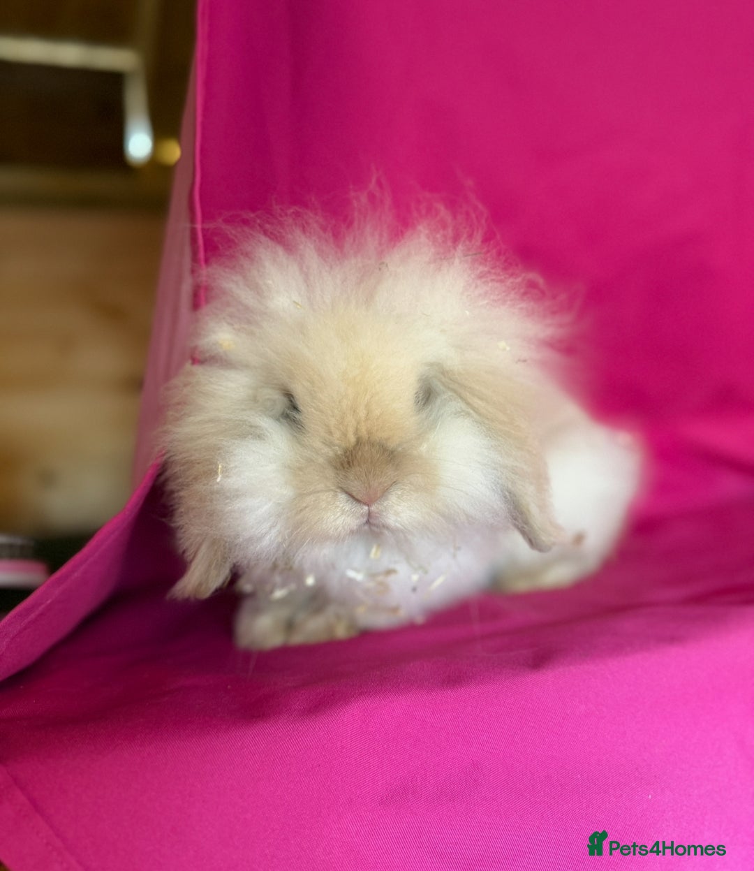 Mini Lop rabbits for sale: Beloved mini lops looking for new homes  - Image 7