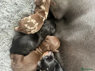 Miniature Dachshund dogs Miniature kc reg dachshund - Advert 3