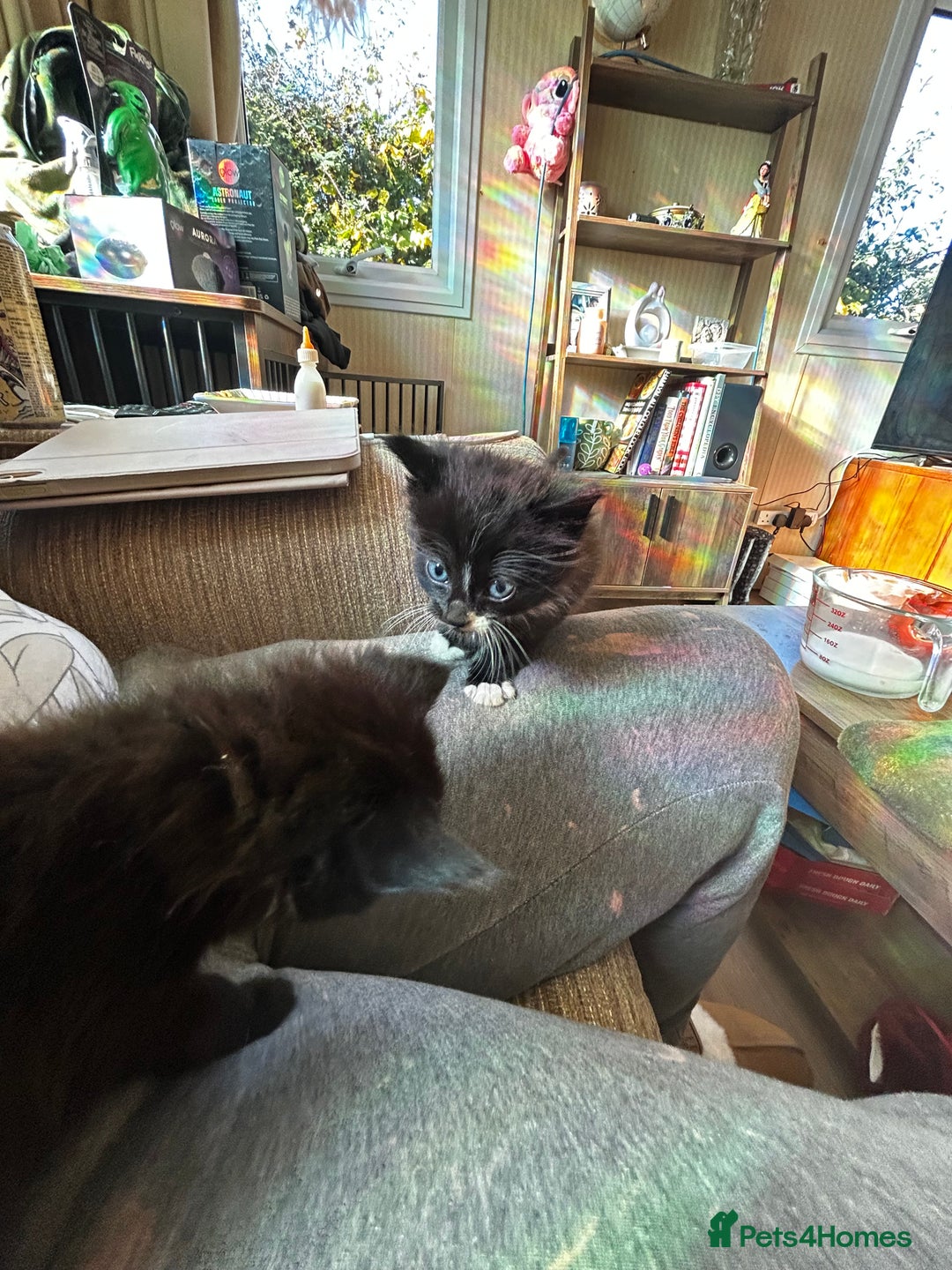 Ragcoon cats for sale: Ragdoll cross Maine coon - Image 15