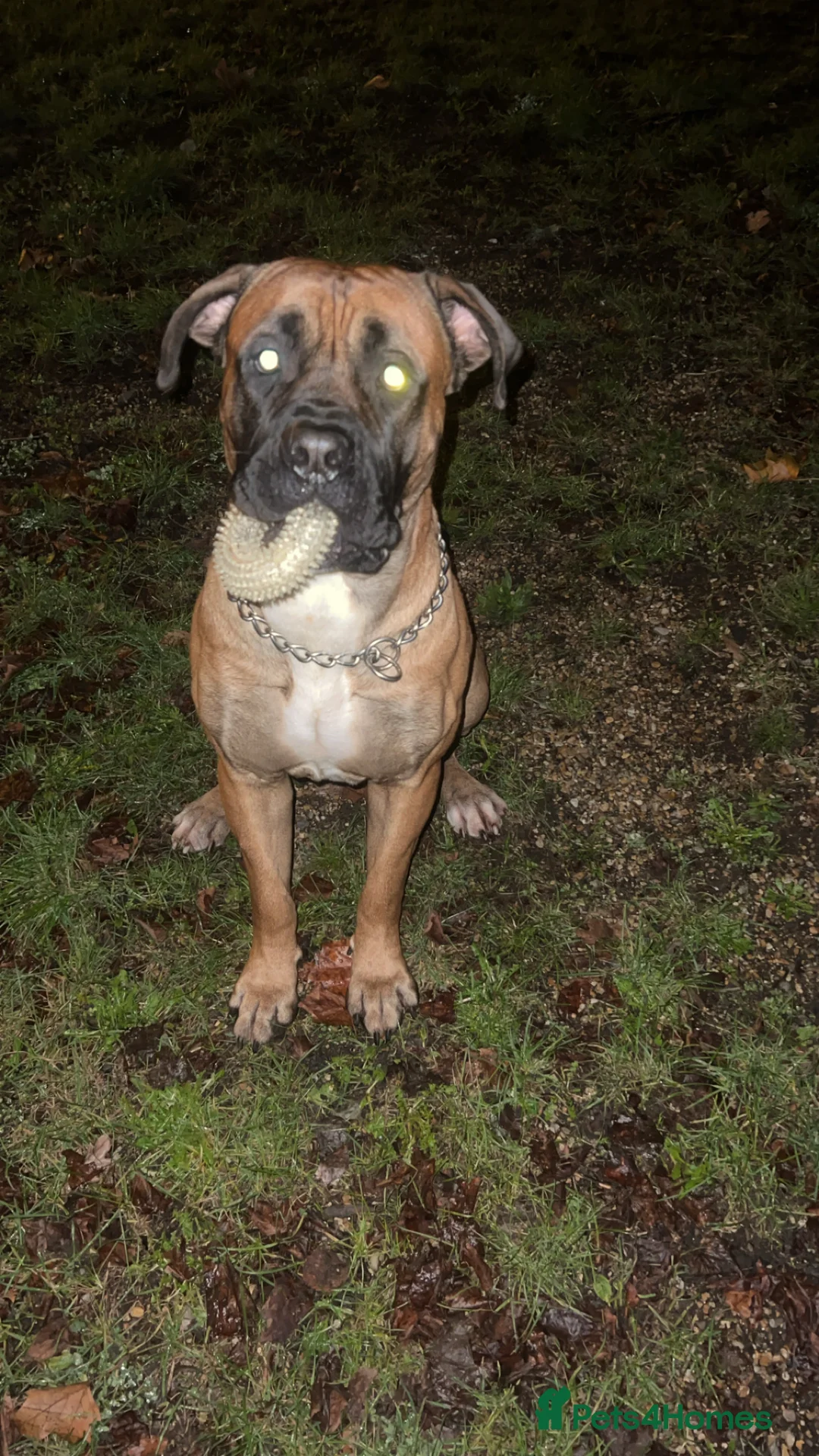 Cane Corso dogs for stud: M cane corso available for stud in London - Advert 1