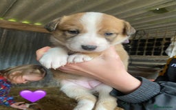 Welsh Collie dogs for sale: Welsh Sheepdog Puppies - Image 1