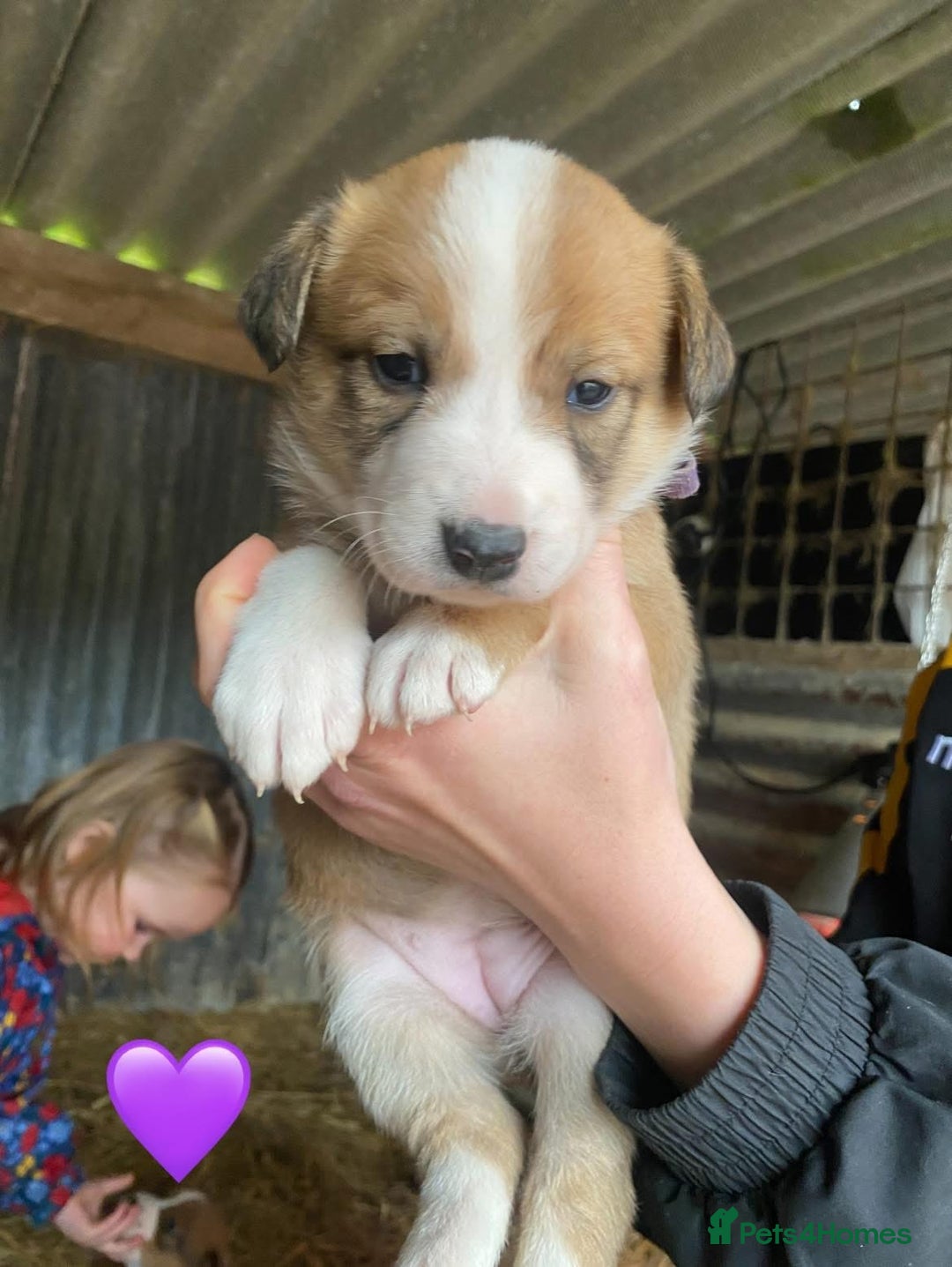 Welsh Collie dogs for sale: Welsh Sheepdog Puppies - Image 1