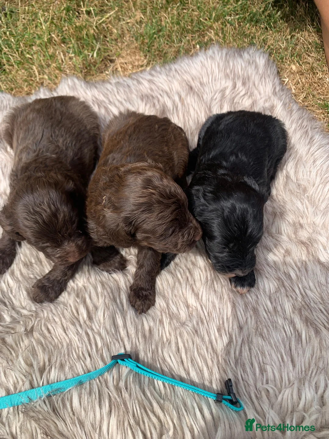 Cockapoo dogs for sale: STUNNING F1 COCKAPOO PUPS 3GIRLS 5BOYS   in Shrewsbury - Advert 2