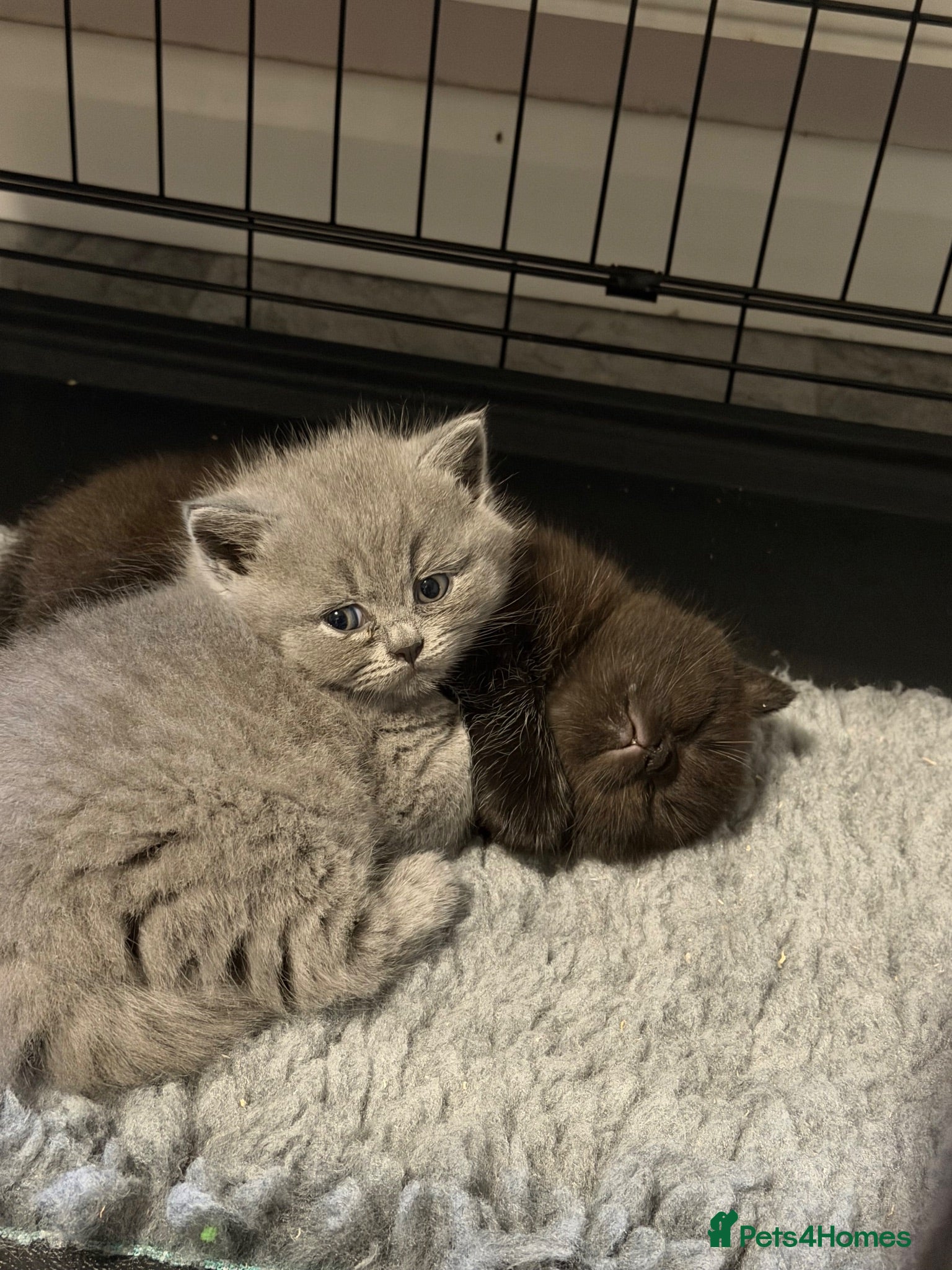 British Shorthair cats Gccf British shorthair kittens  - Advert 5