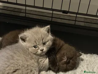 British Shorthair cats Gccf British shorthair kittens - Advert 1
