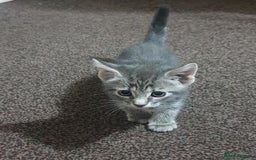 Mixed Breed cats for sale: Tabby Kittens For Sale! - Advert 5