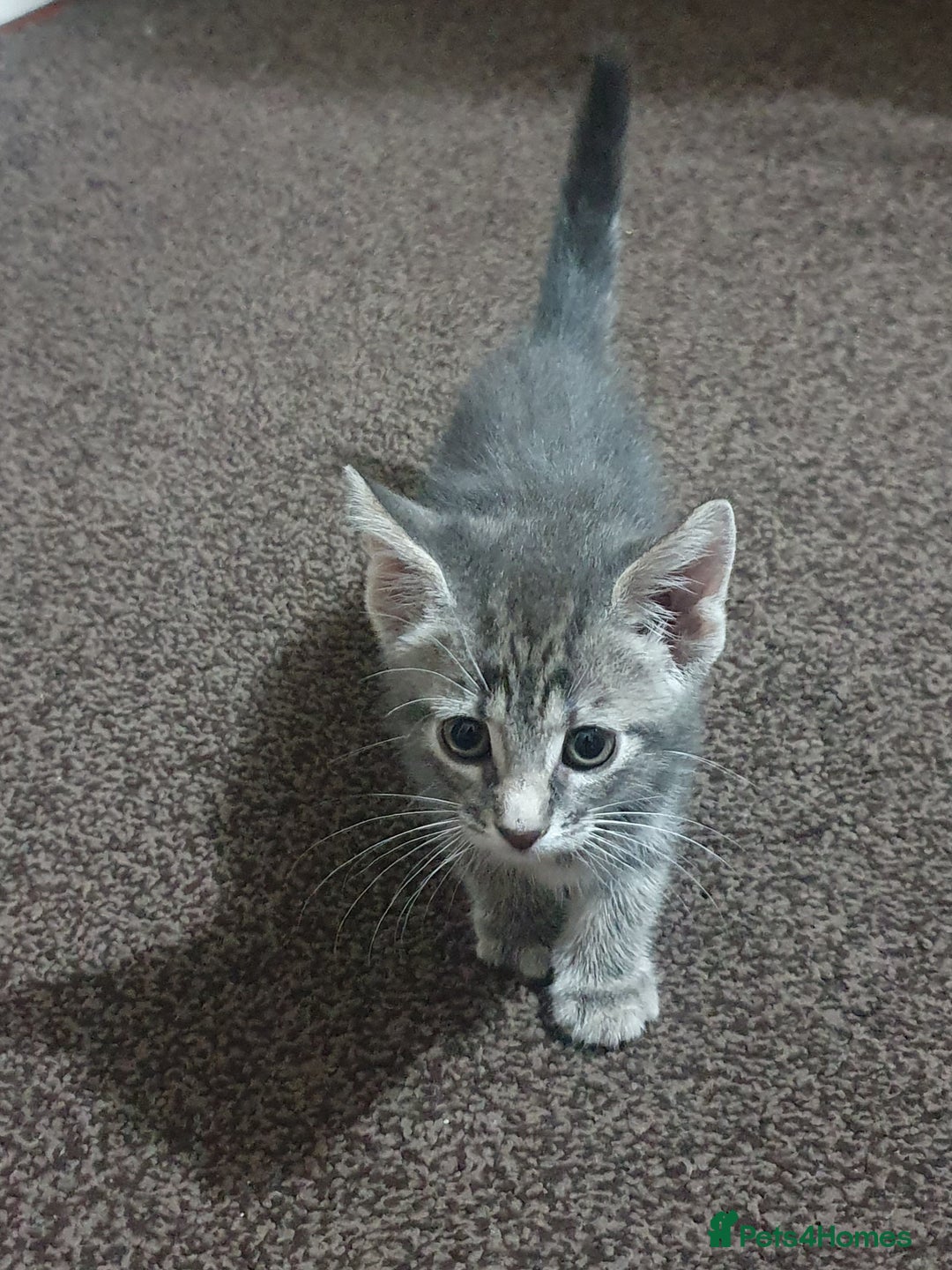 Mixed Breed cats for sale: Tabby Kittens For Sale! - Advert 5