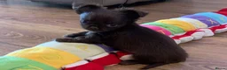 Chihuahua dogs for sale:  TINY CHOCOLATE LONGCOAT BOY - Advert 7
