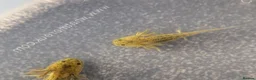 Axolotl reptiles for sale: Baby Axolotl  in Bexleyheath - Advert 10