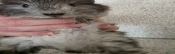 Guinea Pig rodents for sale: 2 swiss boys rtr - Advert 5