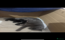 British Shorthair cats for sale: 🐾Adorable British shorthair kittens🐾 - Image 8