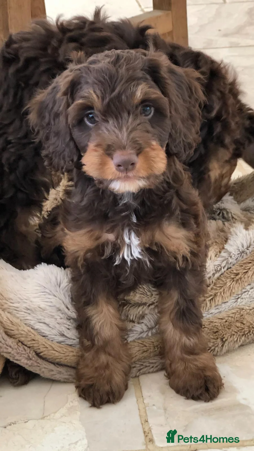 Cockapoo dogs for stud: TRICOLOUR F1 PROVEN ATAT CERTIFIED COCKAPOO STUD in Bromley - Advert 24