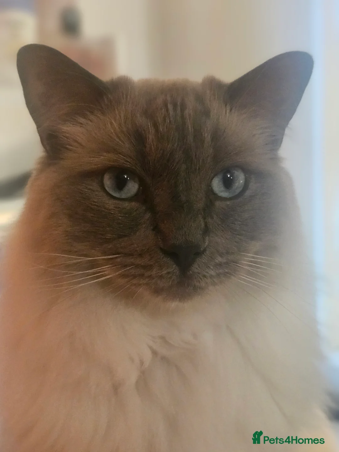 Ragdoll cats for sale: Affectionate Loving Male Ragdoll in Paignton - Advert 2