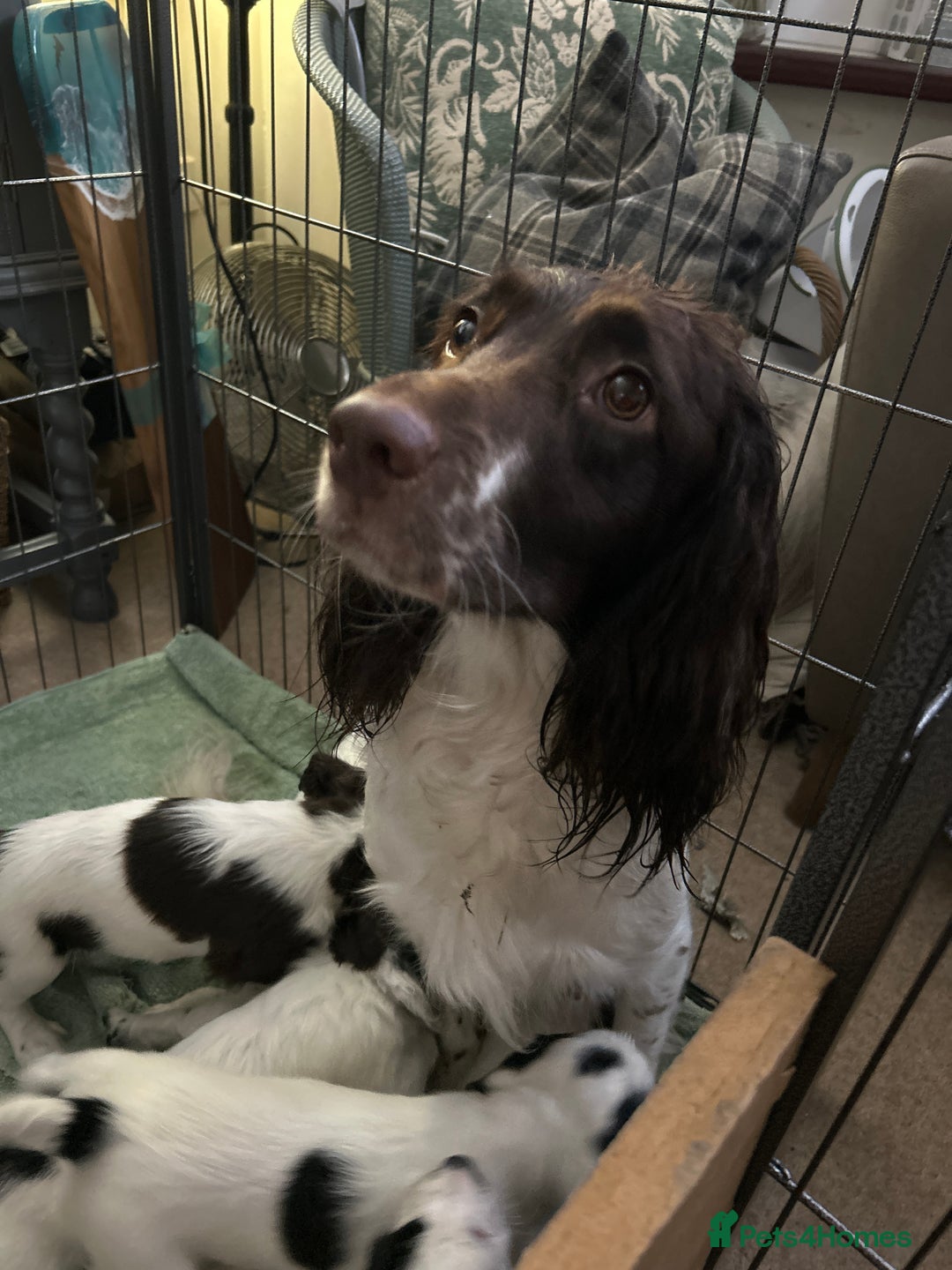 Sprocker dogs for sale: Sprocker puppies - Advert 2
