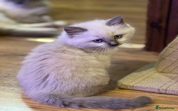 Ragdoll cats for sale: 2 Boys and 1 Girl Ragdoll kittens - Image 6