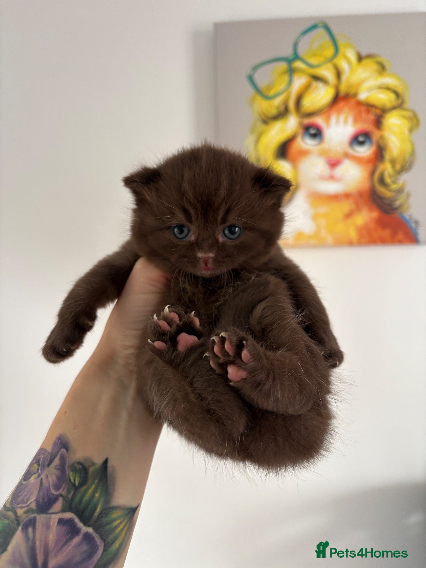 British Shorthair cats Chocolate British Shorthair AVAILABLE TICA Reg - Advert 15