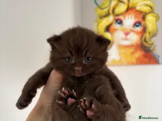 British Shorthair cats Chocolate British Shorthair AVAILABLE TICA Reg - Advert 15