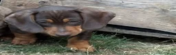 Miniature Dachshund dogs for sale: Miniature dachshunds  - Advert 3