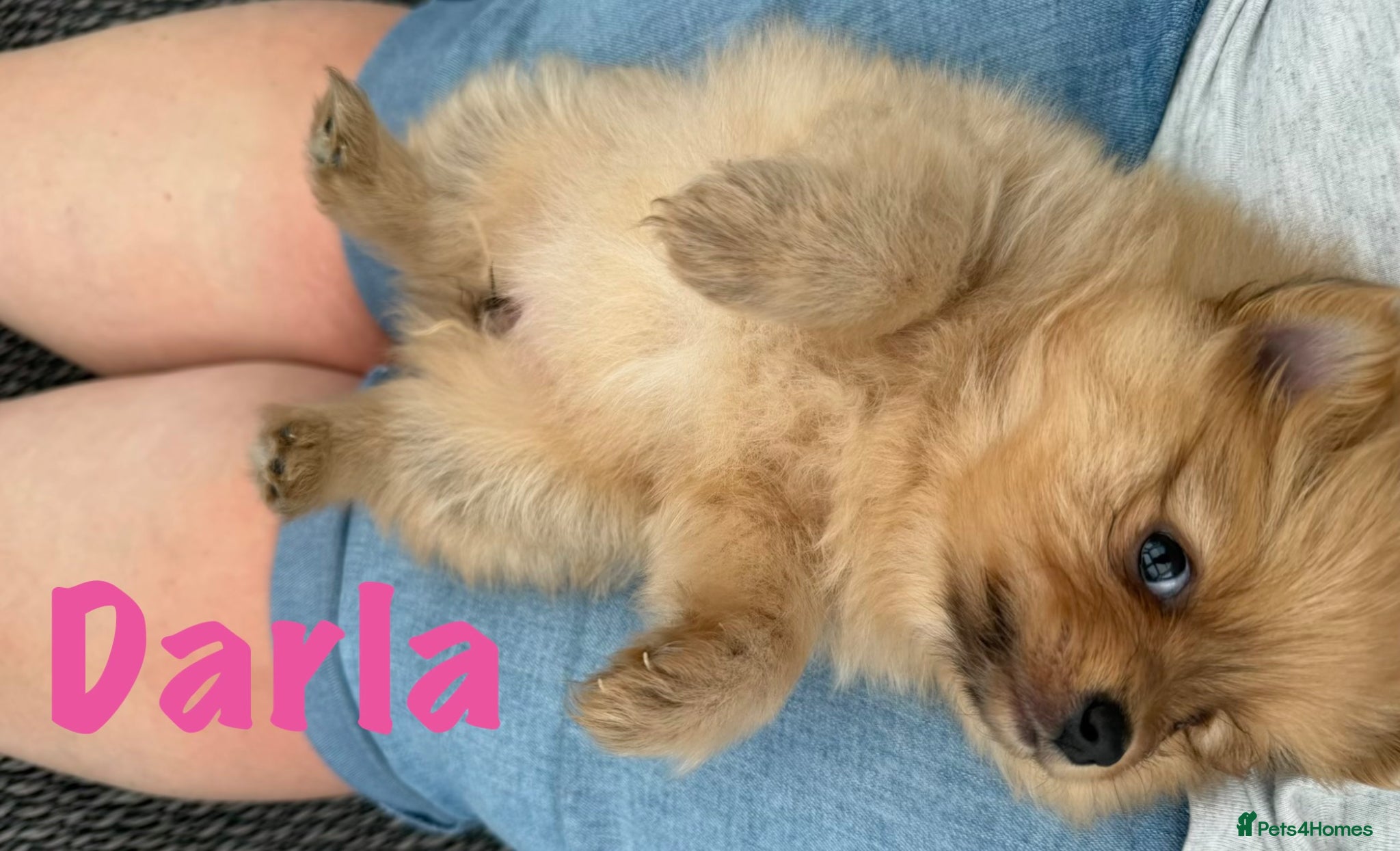 Pomeranian dogs for sale: Pomeranian Puppies Available To Reserve Now in Manchester - Advert 23