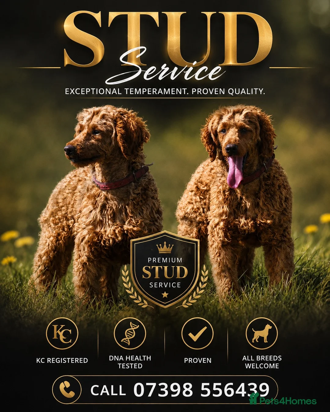 Miniature Poodle dogs for stud: Health tested kc miniature poodle stud  - Advert 2
