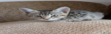 Bengal 4