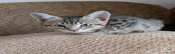 Bengal cats for sale: Playful and Friendly Bengal kittens - Advert 25