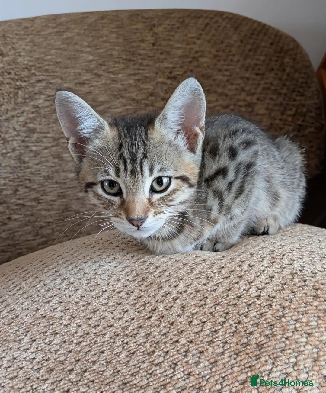 Bengal cats for sale: Playful and Friendly Bengal kittens - Advert 25