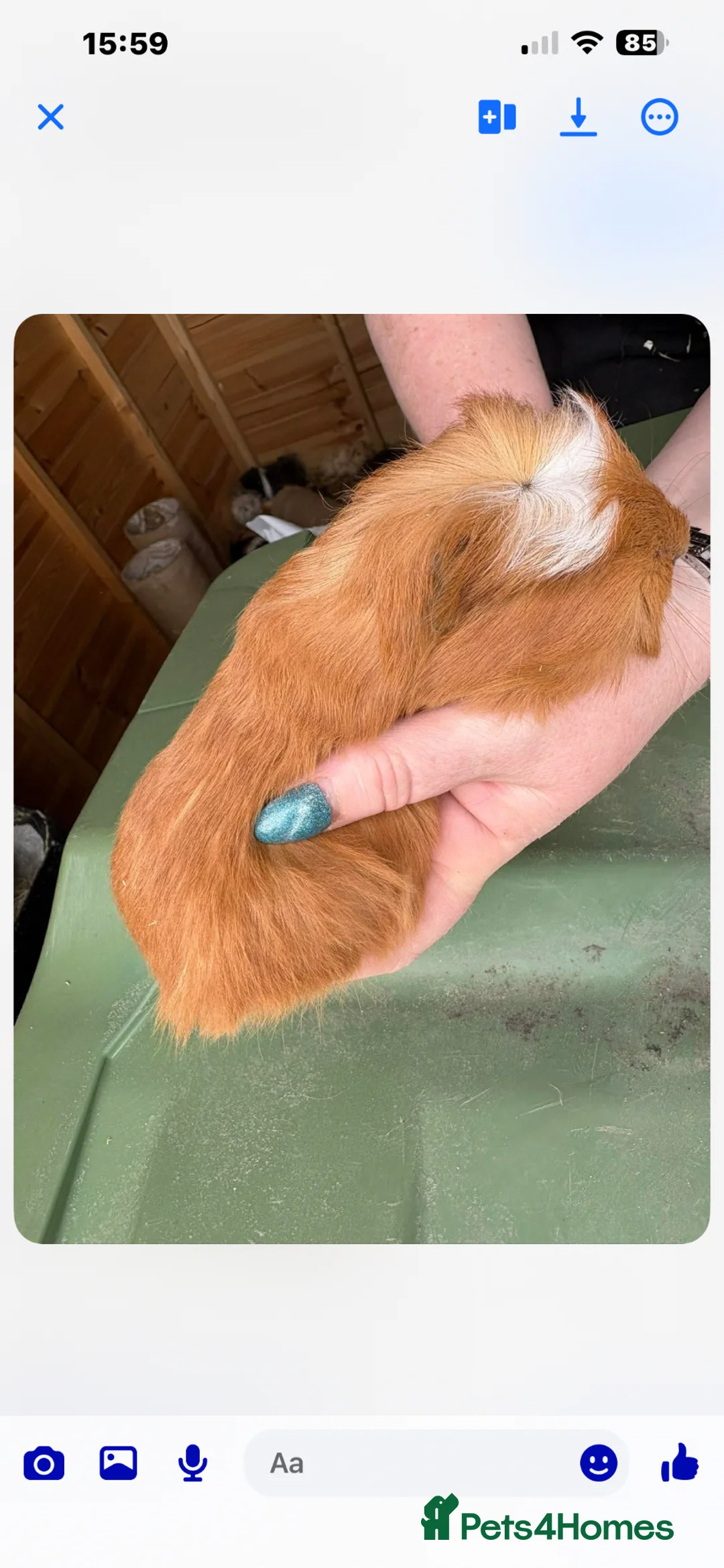 Guinea Pig rodents for sale: Male guinespig longhair  - Advert 3