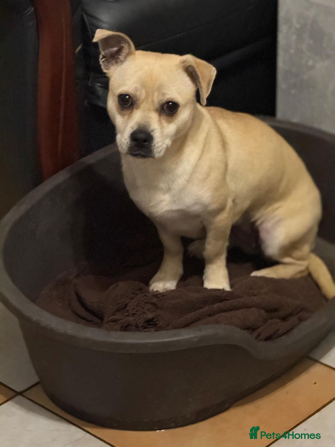 Mixed Breed dogs for adoption: Pretty Jamala ready for cuddles - Advert 10