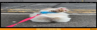 Shih Tzu 1