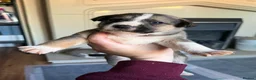 Mixed Breed dogs for sale: Puppies mixed bread  in Stoke-on-Trent - Advert 12