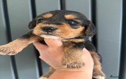 Mixed Breed dogs for sale: Beagle x poodle puppies  - Image 12