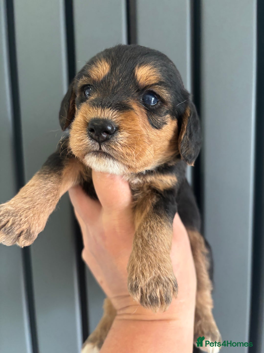 Mixed Breed dogs for sale: Beagle x poodle puppies  - Image 12