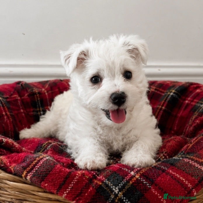 West Highland Terrier dogs Adorable West Highland terrier puppy - Advert 6