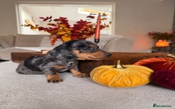 Miniature Dachshund dogs for sale: OUTSTANDING TRUE TO TYPE SMOOTH MINI DACHSHUNDS  - Image 2