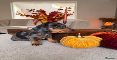 Miniature Dachshund dogs - Advert 4