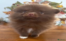 Pomeranian dogs for sale: 🧸🌈 Genuine Teddy Bear Poms Rainbow litter 🌈🧸 - Image 16