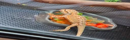 Bearded Dragon reptiles for sale: Male Baby Beardie & Vivarium  - Advert 4