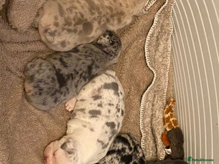 French Bulldog dogs Beautiful French Bulldog Puppies - Advert 1