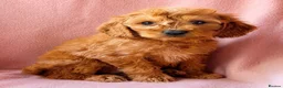 Mini Goldendoodle dogs for sale: ❤️ Beautiful Red & Gold Mini Goldendoodle Puppies  - Advert 4