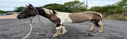 Paint horses for sale: American paint x Gelding - Advert 3
