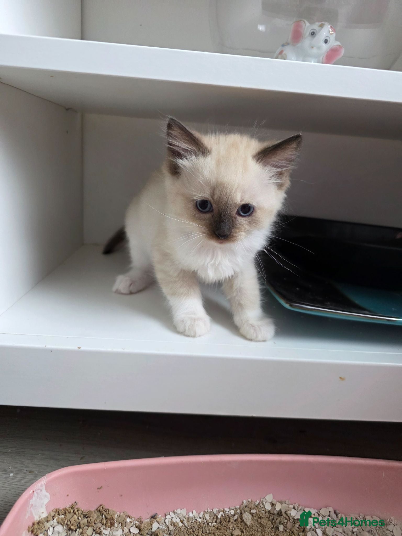 Ragdoll cats Pure Ragdolls kittens, 1 male available 💎🐯😺 - Advert 2