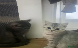 British Shorthair cats for sale: Pure British Shorthair Kittens  - Image 4