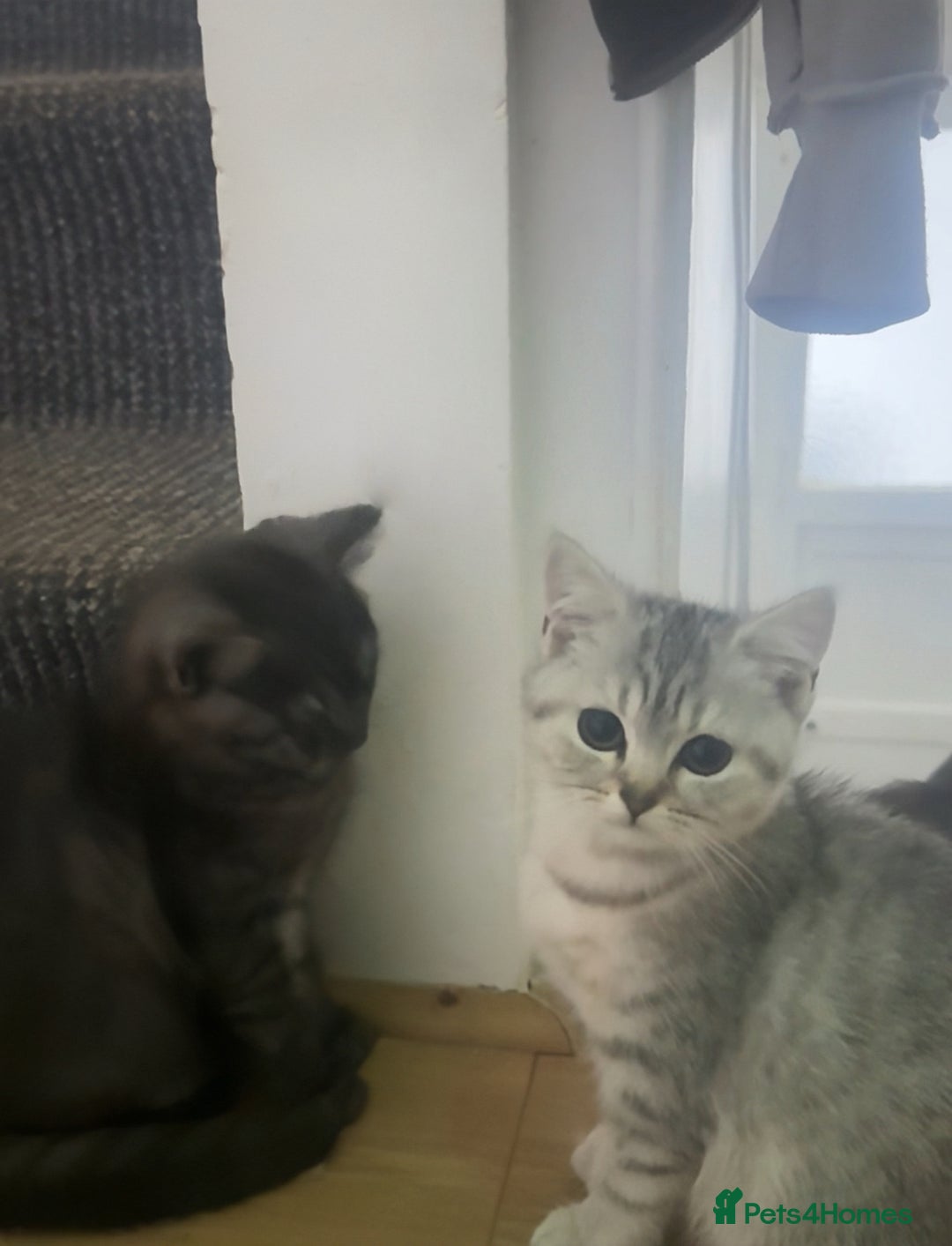 British Shorthair cats for sale: Pure British Shorthair Kittens  - Image 4