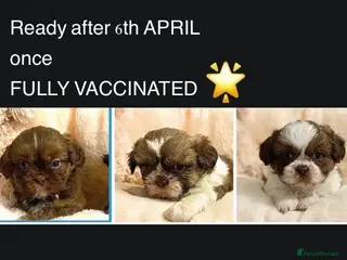 Shih Tzu dogs 🌟HEALTH TESTED SHIH TZU BOYS ~ READY MARCH 22nd🌟 - Advert 14