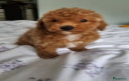 Mixed Breed dogs for sale: Westipoo ready  - Advert 6